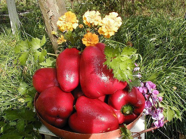 выращиваем перец по ленивой технологии агротехника сладкого перца во многом схожа с приемами возделывания томатов, однако есть в ней некоторые тонкости. во-первых, перец более требователен к