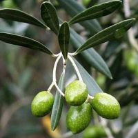 как вырастить оливковое дерево в домашних условиях олива, или оливковое дерево представитель семейства маслиновые. в средиземноморском регионе, на южном берегу крыма, на юге россии и в других