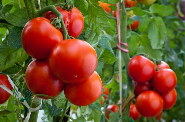 подкармливать помидоры следует через 2 недели с момента посадки и до середины августа. рецепты подкормки помидор в открытом грунте:1. добавляем в ведро воды 4 капли йода и поливаем помидоры раз