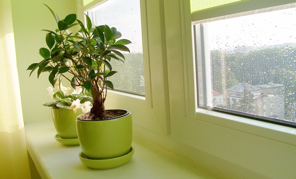 Зима: как избежать ошибок в уходе за комнатными растениями