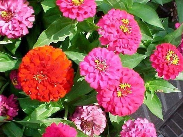 цинния-выращивание и уход цинния это однолетнее растение высотой от 40 до 90 см. соцветия крупные до 16 см в диаметре, разнообразной окраски. цветёт обильно и продолжительно. используется для