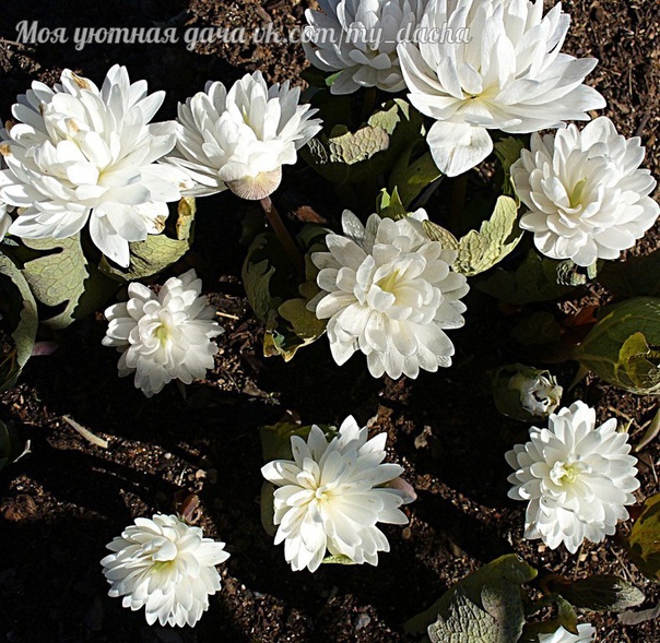 Сангвинария «Flore Pleno» (Multiplex) - многолетнее зимостойкое тенелюбивое растение, пока еще очень редкое в наших садах. У культурной махровой формы «Flore Pleno» цветки имеют десятки узких