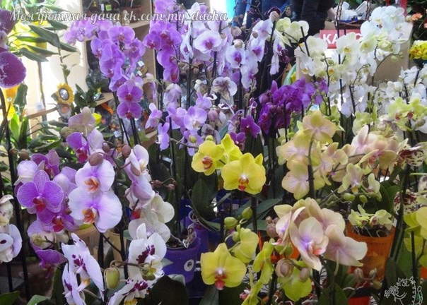 СЕКРЕТЫ РАССАДКИ ОРХИДЕЙ: КАК 1 РАСТЕНИЕ ПРЕВРАТИТЬ В 100! Орхидея это любимый цветок многих цветоводов. Он считается очень требовательным. Однако многие орхидеи хорошо растут в доме и без
