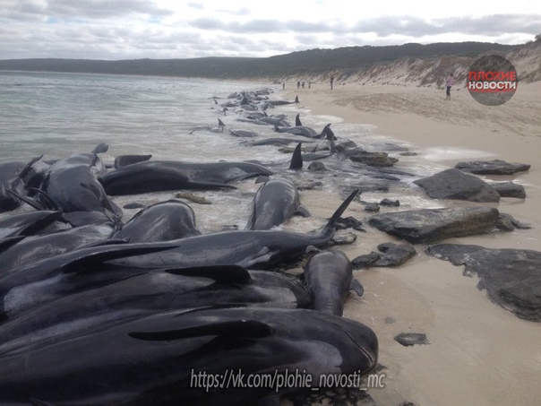 В Новой Зеландии 145 дельфинов-самоубийц выбросились на берег Более 145 черных дельфинов (гринды) выбросились на берег пляжа острова Стьюарт в Новой Зеландии за минувшие выходные. Об этом