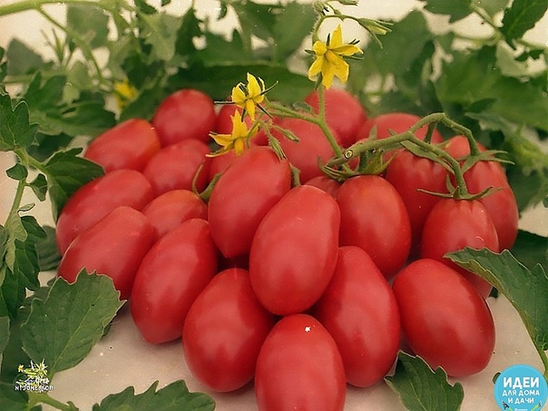 Томатные хитрости! Если при посадке рассады в каждую лунку положить горсть ржаных сухарей (перемолотых) и немного древесной золы, то томаты буду сильные, крупные, урожайные. За 2-3 дня до