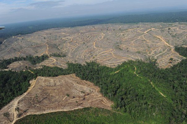 Уже как 25 лет в России идет массовое истребление леса, причем с каждым годом это только увеличивается. Обращение к президенту по этому вопросу остается без внимания. Приведу в пример Бурятию и