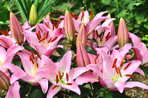 ЛИЛИИ-ВИДЫ Лилия одно из красивейших луковичных растений. Благодаря многообразию ее форм и сортов ваш сад может быть в цвету почти весь год. По срокам цветения сорта лилии можно разделить на