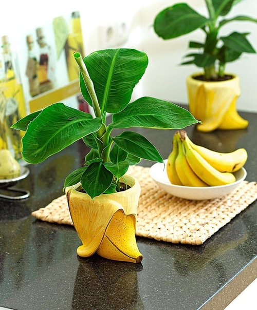 как вырастить банан из семян банан в домашних условиях можно посадить семенем, либо можно приобрести уже готовый подрощенный экземпляр. нужно иметь в виду что это будут разные растения.