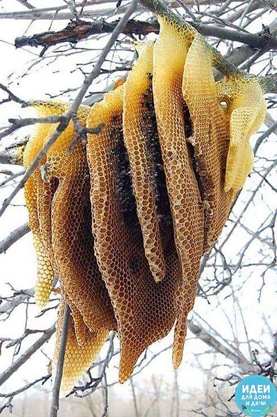Вот так у некоторых садоводов-пчеловодов МЕД буквально растет на деревьях ))))