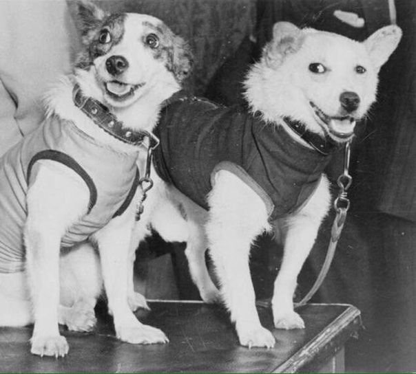 Первые животные в космосе. Белка и Стрелка собаки-космонавты Двенадцатого апреля весь мир празднует День космонавтики. Именно тогда, в далёком 1961 году, первый выход в космическое пространство