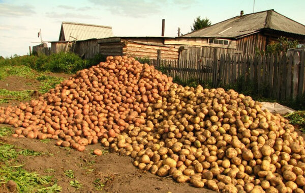 Какие подкормки и удобрения нужны картофелю Я считаю, что даже, если вы выращиваете картофель на плодородной почве, все равно нужно вносить удобрения. Только так можно получить здоровый